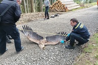 Orlice a orlík byli otráveni ve Slavkovském lese