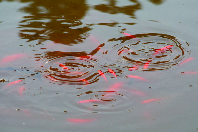 V Průhonicích kvetou tulipány a rododendrony