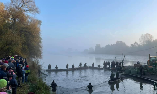 Výlov rybníka a rybí speciality v Lázních Bohdaneč Výlov rybníka a rybí speciality v Lázních Bohdaneč