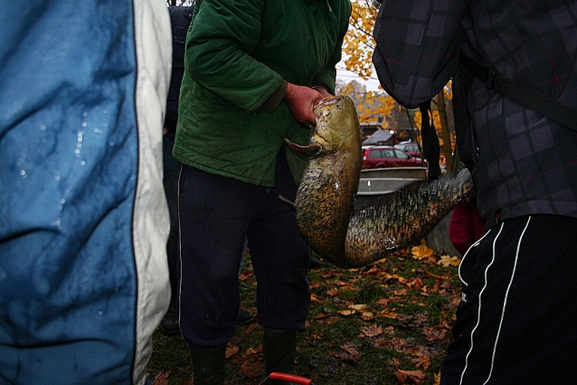 Carp Fishing from Czech Ponds for Christmas