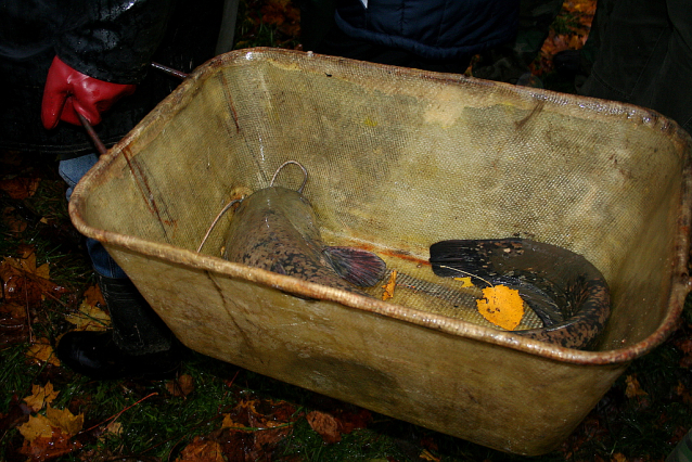 Carp Fishing from Czech Ponds for Christmas