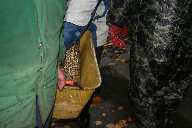 Carp Fishing from Czech Ponds for Christmas