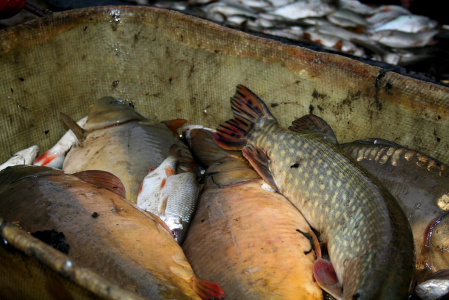 Carp Fishing from Czech Ponds for Christmas