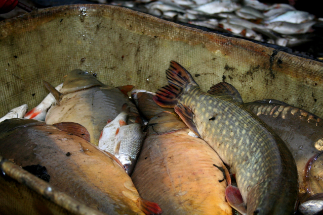 Carp Fishing from Czech Ponds for Christmas