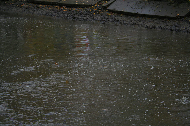 Carp Fishing from Czech Ponds for Christmas