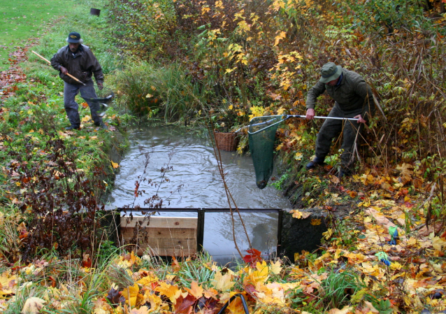 Carp Fishing from Czech Ponds for Christmas