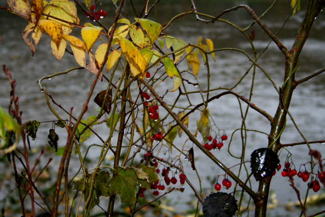 Carp Fishing from Czech Ponds for Christmas