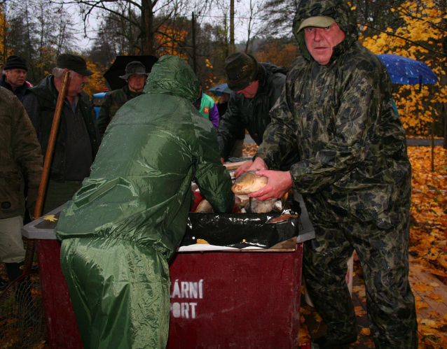 Carp Fishing from Czech Ponds for Christmas