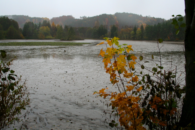 Carp Fishing from Czech Ponds for Christmas