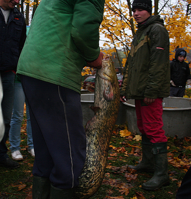 Carp Fishing from Czech Ponds for Christmas