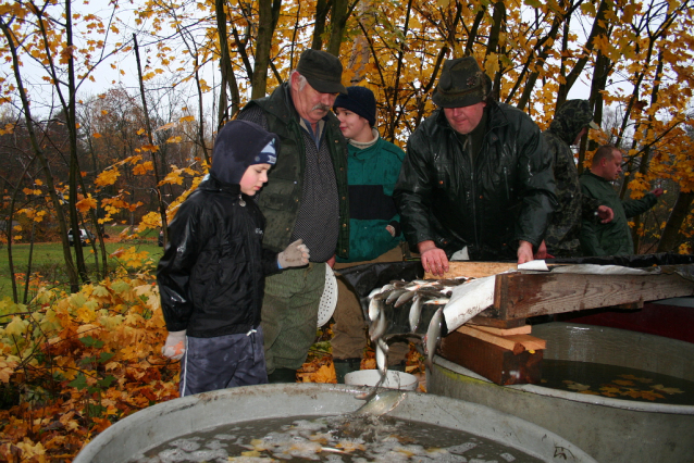 Carp Fishing from Czech Ponds for Christmas