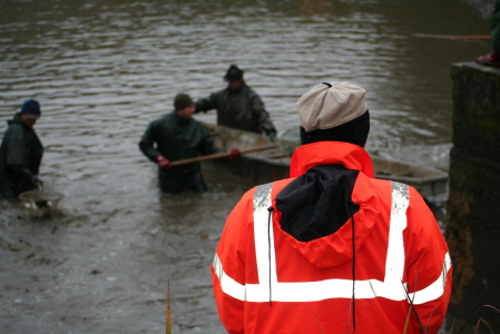 Carp Fishing from Czech Ponds for Christmas