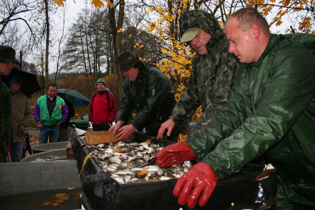 Carp Fishing from Czech Ponds for Christmas