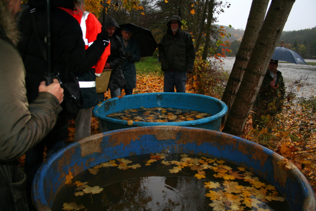 Carp Fishing from Czech Ponds for Christmas