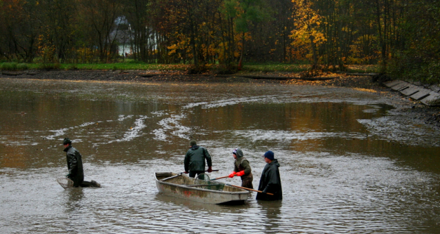 Carp Fishing from Czech Ponds for Christmas