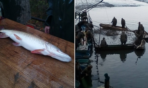 Výlov rybníka Vyžlovák na Jevanském potoce Výlov rybníka Vyžlovák na Jevanském potoce