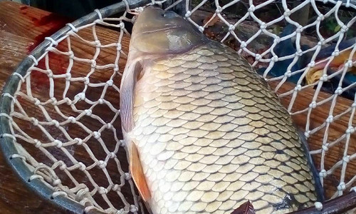 Výlovy rybníků 2019 září Výlovy rybníků 2019 září