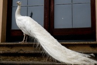 Valdštejnův kůň se vrací Valdštejnův kůň se vrací