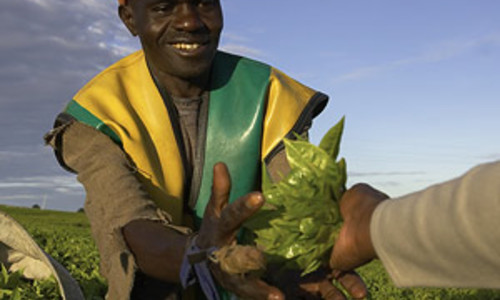 Příběh čaje Příběh čaje