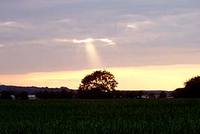 Smuteční shromáždění za poraženou lípu před Lidlem Smuteční shromáždění za poraženou lípu před Lidlem