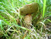 Houby AKTUÁLNĚ 2011