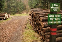 Kam nešlápne noha turistova, tam se brutálně těží les Kam nešlápne noha turistova, tam se brutálně těží les