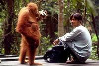 Sumatra: Mrtví lidé, orangutani v ohrožení
