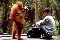 Sumatra: Mrtví lidé, orangutani v ohrožení Sumatra: Mrtví lidé, orangutani v ohrožení