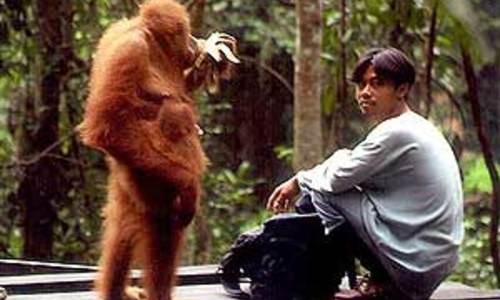 Sumatra: Mrtví lidé, orangutani v ohrožení