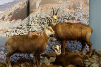 Dvě výstavy horských rostlin Dvě výstavy horských rostlin