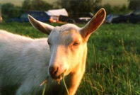 Kozí mejdan 2005