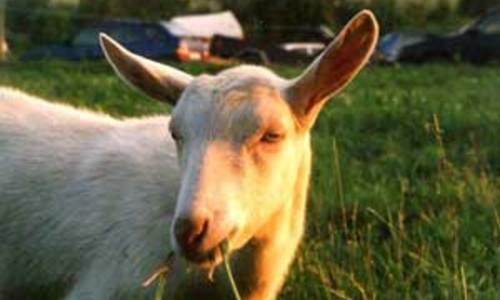 Kozí mejdan 2005 Kozí mejdan 2005