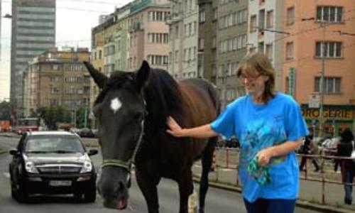 Fórky od Pavla Pávka Fórky od Pavla Pávka