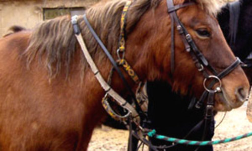 Podlipansko se představuje ve filmu Podlipansko se představuje ve filmu