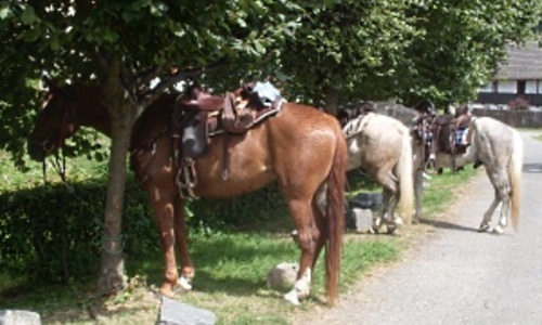 Koně před hospodou