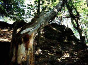 Lípa v Kotli