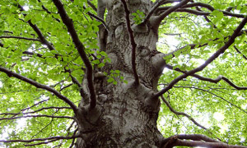 Novinky zpod Ralska 2010 Novinky zpod Ralska 2010