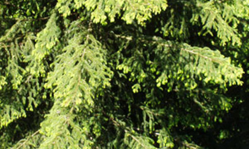 VIDEO Starý Falkenburk VIDEO Starý Falkenburk