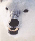 Lední medvěd v ohrožení