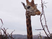 Cihlář skončil v ZOO