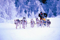 Iditarod: závod a vzpomínka v jednom Iditarod: závod a vzpomínka v jednom