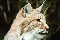 Rysí hlídky Rysí hlídky