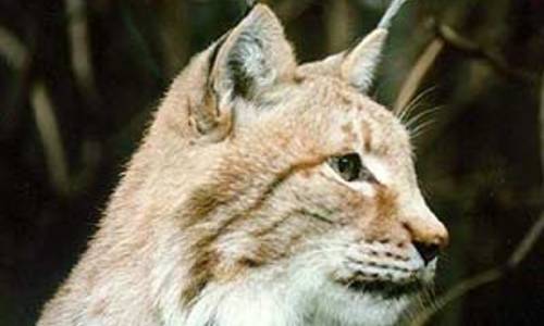 Rysí hlídky Rysí hlídky