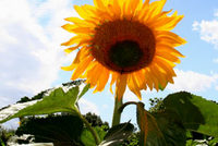 Botanicus: výlet do Polabí Botanicus: výlet do Polabí