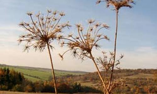Šumava se po Kyrillu kácet nebude Šumava se po Kyrillu kácet nebude