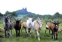 Loučení s létem a kozami Loučení s létem a kozami