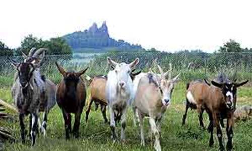 Loučení s létem a kozami Loučení s létem a kozami