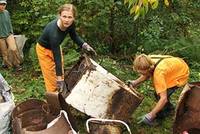 Břehule říční Břehule říční