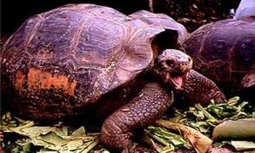 Galapágy ve filmu Galapágy ve filmu