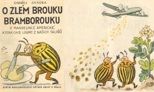 Mandelinka bramborová: Americký brouk Mandelinka bramborová: Americký brouk
